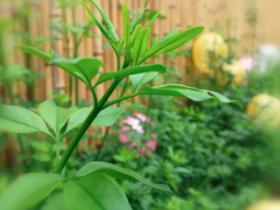 网站屯了文章,清理了几个变得清爽多了。