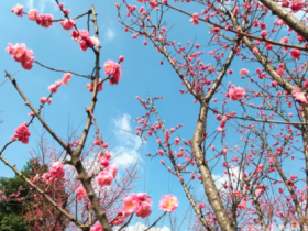 春暖花开时,正是万物复苏日,3月你好。