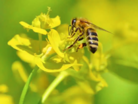 晚饭过后,赶苍蝇。