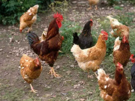 快乐王胖再次发文,说说自己养殖和舅舅的故事。