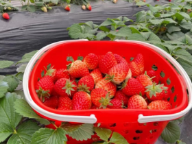 摘草莓!