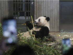熊猫丫丫即将回国。